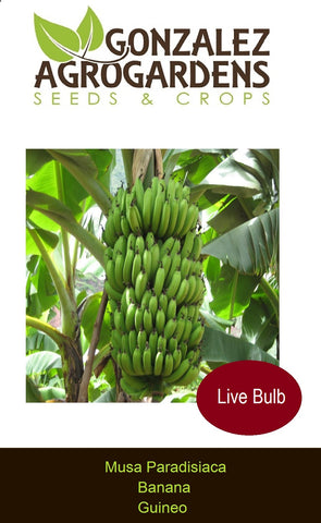 Banana/Guineo Musa paradisiaca Bulb