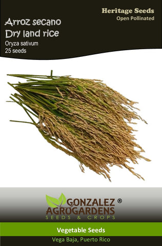Arroz Secano Dryland Rice Seeds