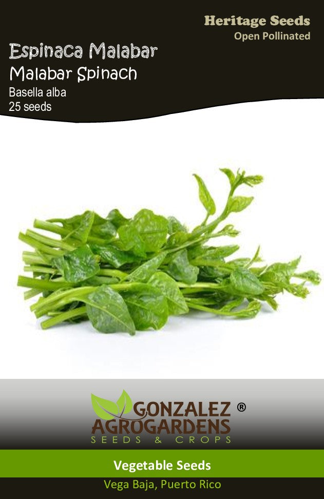 Espinaca Malabar/Malabar Spinach 'Basella Alba' 25 seeds