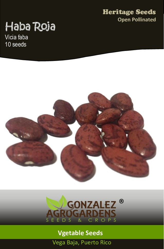 Haba Roja/Red Broad Bean Seeds