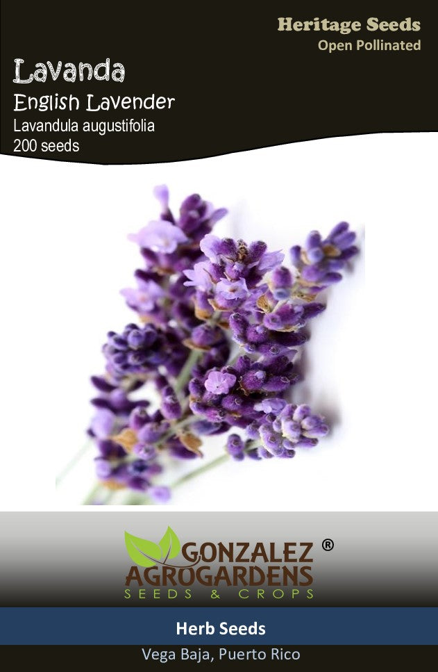 Lavanda/English Lavender