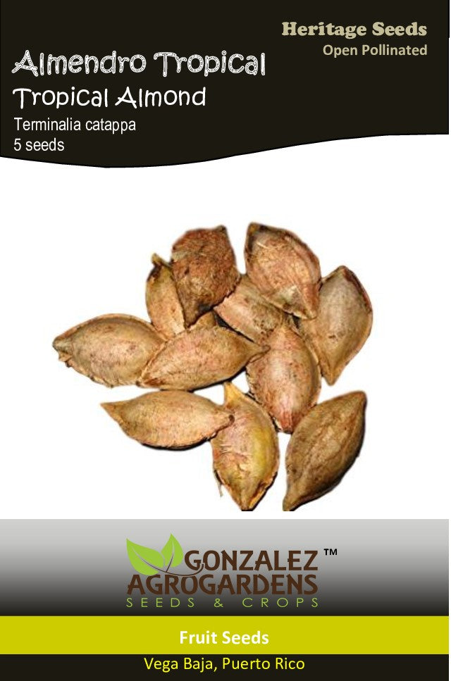 Almendro Tropical/Tropical Almond Seeds