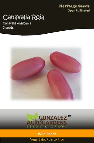 Canavalia gladiata 'Sword Bean' Habichuela Gigante Roja Seeds