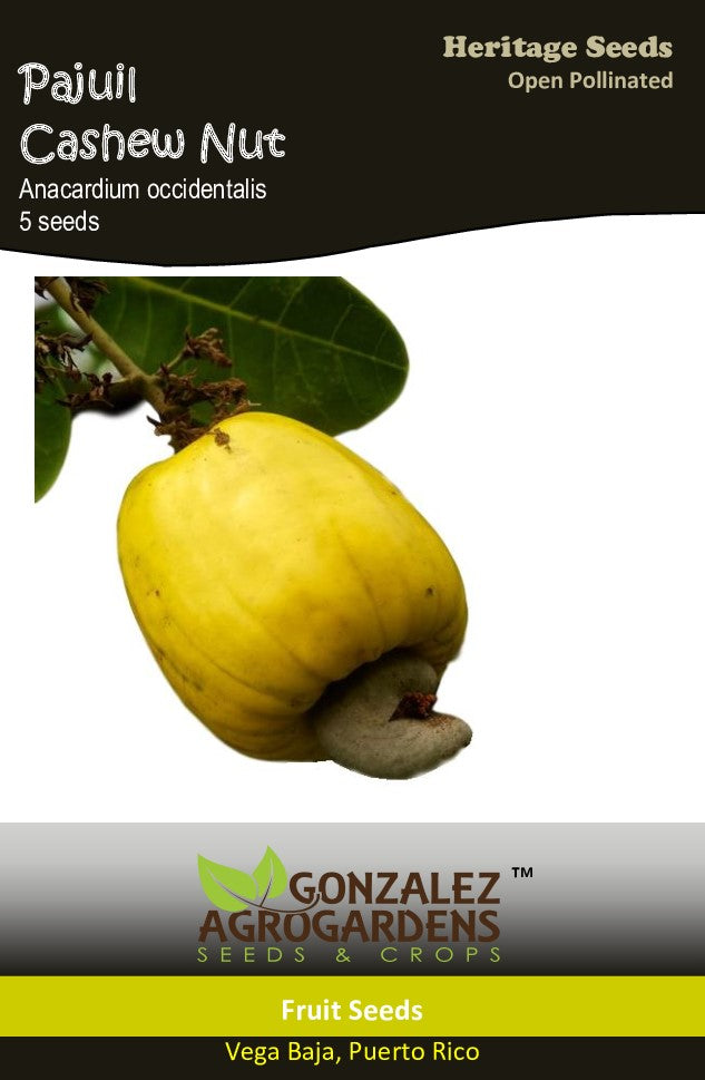 Pajuil/Cashew Nut Seeds