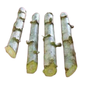 Yuca Blanca/White Cassava Cutting