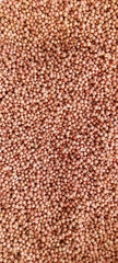 Cilantro/Coriander Antifungal Treated Seeds