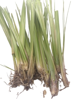 Vetiver Grass Slip